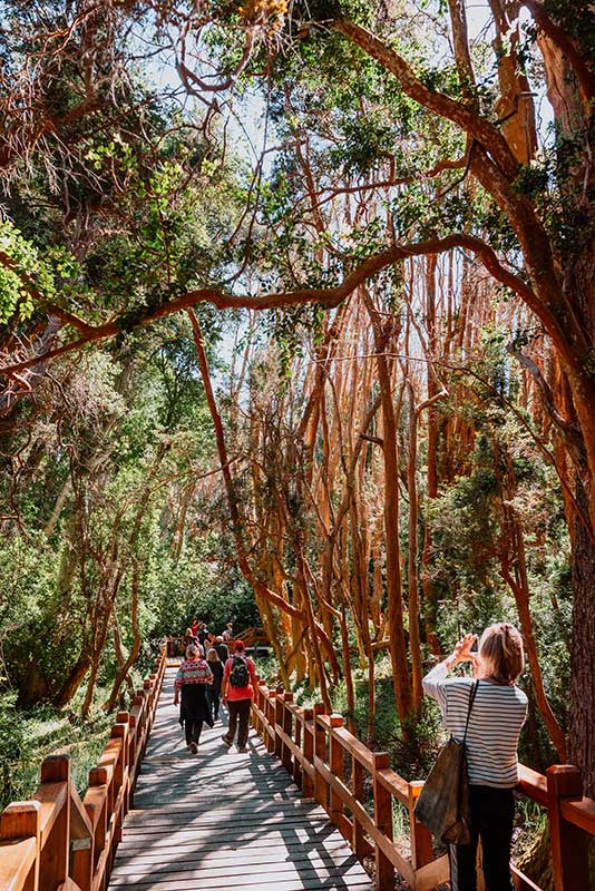 Bosque de Arrayanes – Cau Cau – Isla Victoria y Bosque de Arrayanes